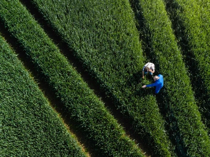 workers in a green field exaiming crops