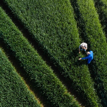 workers in a green field exaiming crops