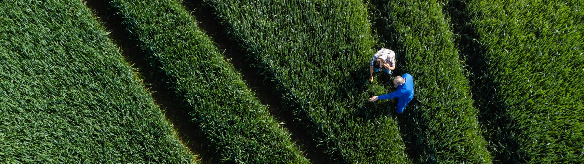 workers in a green field exaiming crops