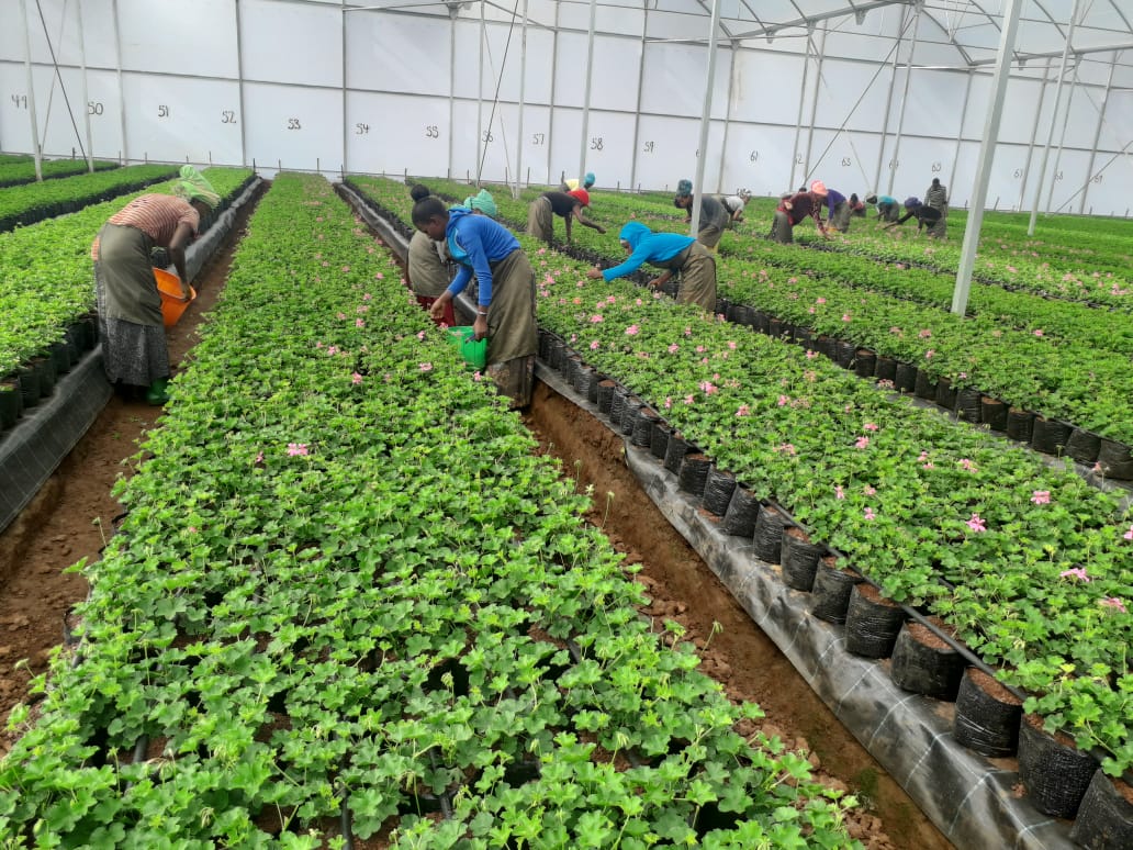 Selecta Holland investeert in tuinbouwcomplex in Ethiopië 